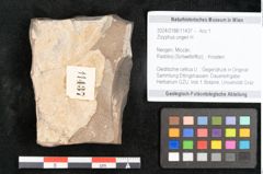 Foto (Objekt + Etikett) von Zizyphus ungeri H. (NHMW-GEO-2024-0188-11437)